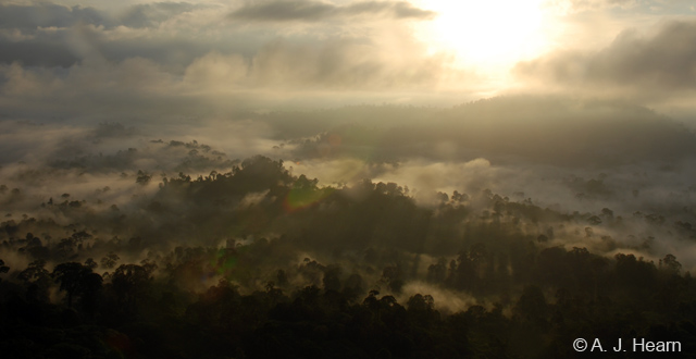 Sunrise over the Danum Valley, on the northern portion of the island of Borneo, one of the last remaining primary rainforests in the county and one of the last remaining places on earth where Sumatran rhino, elephant, clouded leopard and orangutan live side by side. (Photo: A.J. Hearn) 