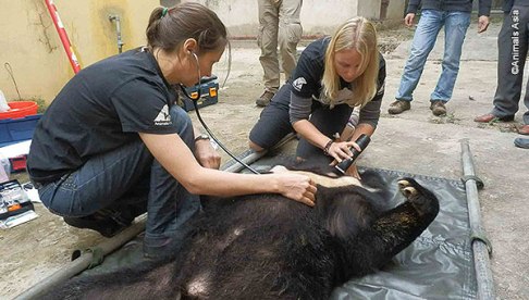 Animals Asia veterinary team.