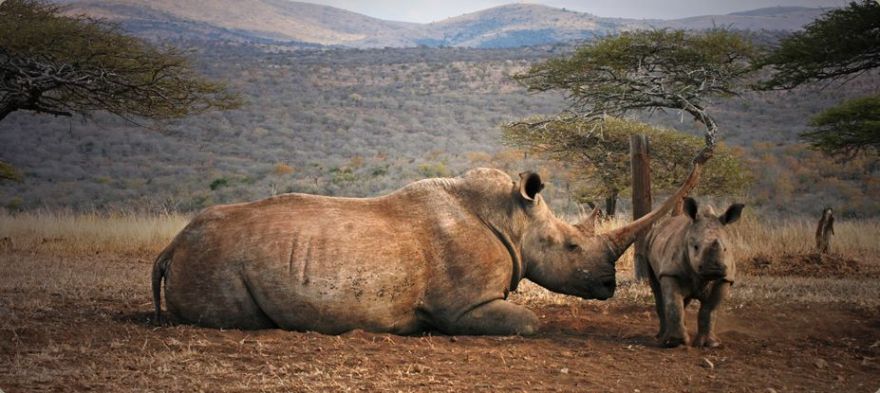 South African rhino (Photo: Zululand)