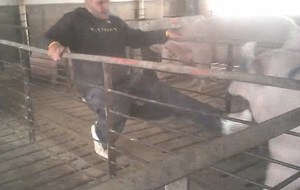 ANIMAL POST 1/2/13 “Throw Away the Key” shows workers kicking and punching pigs at a Tyson supplier's facility in Wheatland, Wyoming