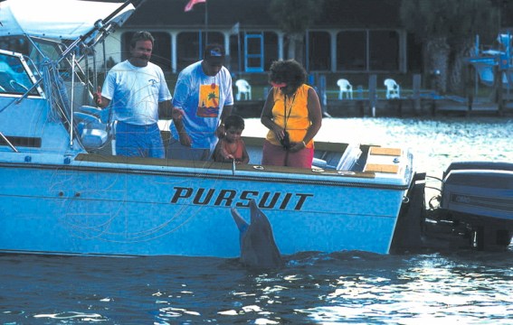 Boaters feeding Beggar. (Photo: Sarasotat Dolphin Research Program)