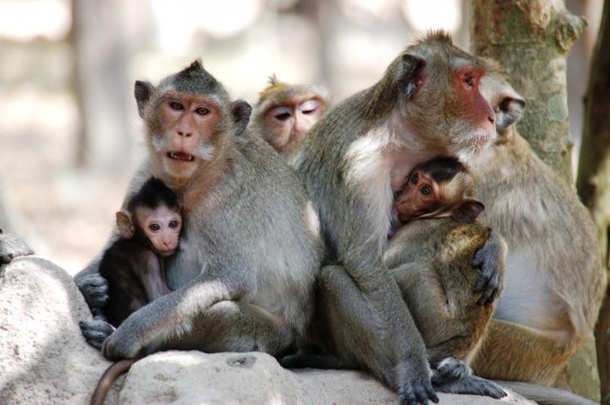 Long-tailed macaques are the most commonly imported primate into the U.S.