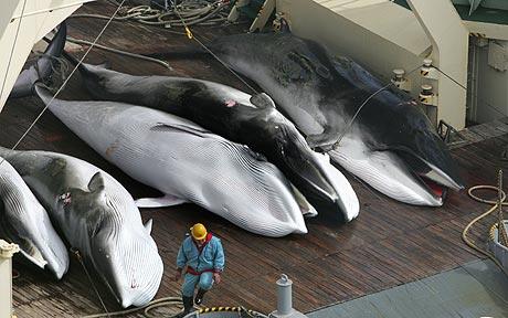 Japanese Whaling catch.