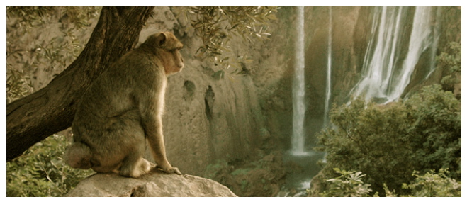 Barbary macaque (MPCFdn)