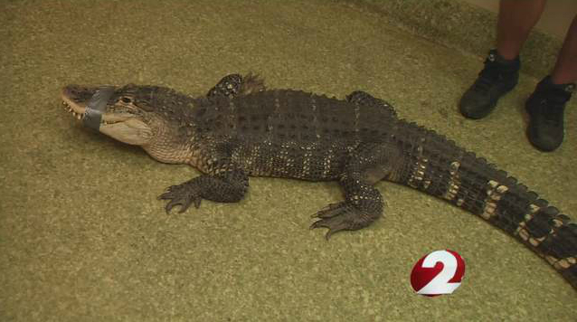 Ohio basement gator1