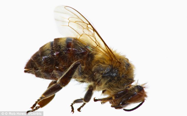 Falling behind. A dying honeybee who may have been inflicted with foulbrood disease which is killing bees in the US in Europe. 10 million bee hives have disappeared from the world in the last 6 years. EU member states have imposed a ban on classes of pesticides which are linked to massive bee die-offs.