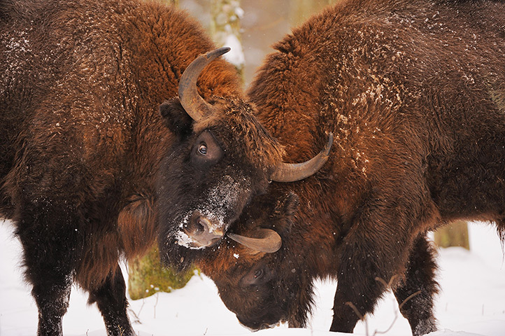 Rebound. European bison (Bison bonasus), Bialowieza forest, Poland. (Photo: Stefano Unterthiner/Wild Wonders of Europe)