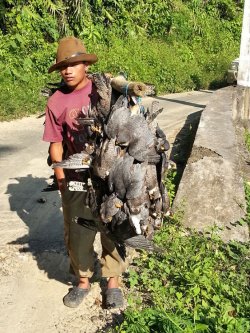 Last year. (Photo: Conservation India)
