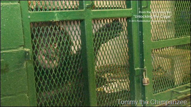 (Photo: Nonhuman Rights Project)