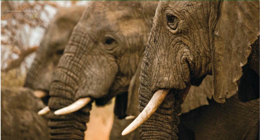 (Photo: africanparks.org)