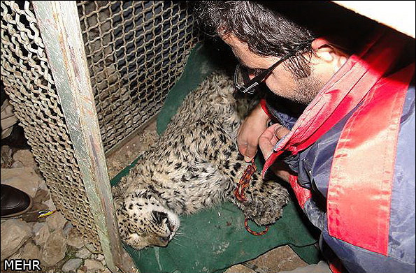 Leopard cub saved (Dec. 2013) after being trapped in well in sw Iranian city of Khorramabad. (Photo: MEHR News Agency)