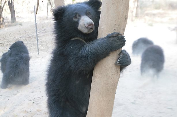 130 bears at Flower World Farm freed by Animals Asia.
