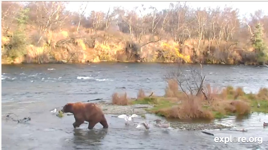 Brooks Falls, Katmai, Alaska