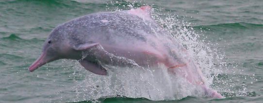 Indo-Pacific humpback dolphin. (Sousa chinensis)