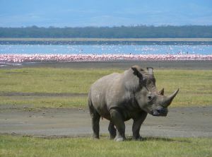 white rhino in lake nakuru