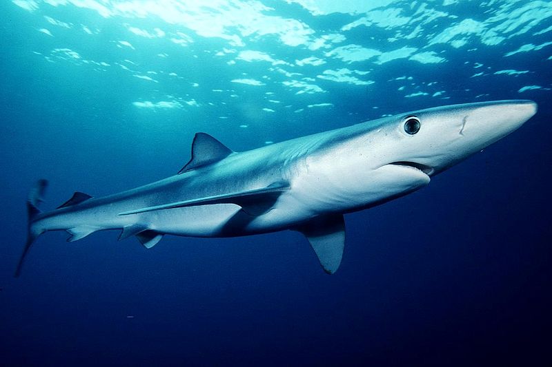 Blue shark. (Photo: Wiki Commons)