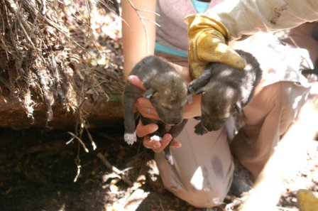 Red wolf pups born at the Chicago zoo are introduced into the wild. (Photo: US Forest Service)