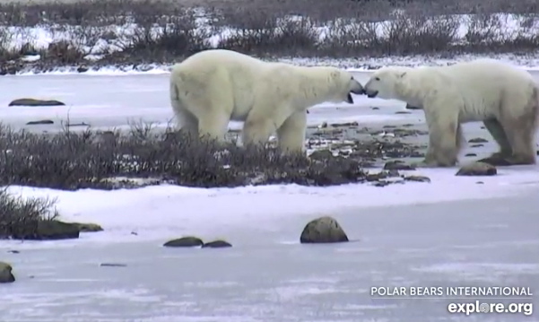 polar-bear-cam-6