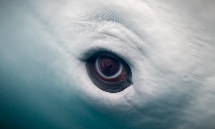 beluga-whale-eye-eric-kilbyflickr-jpb